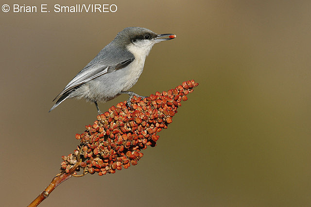 Pygmy Nuthatch s52-13-372.jpg